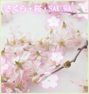さくら・桜・SAKURA